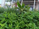 绿叶繁茂的庭院植物景观