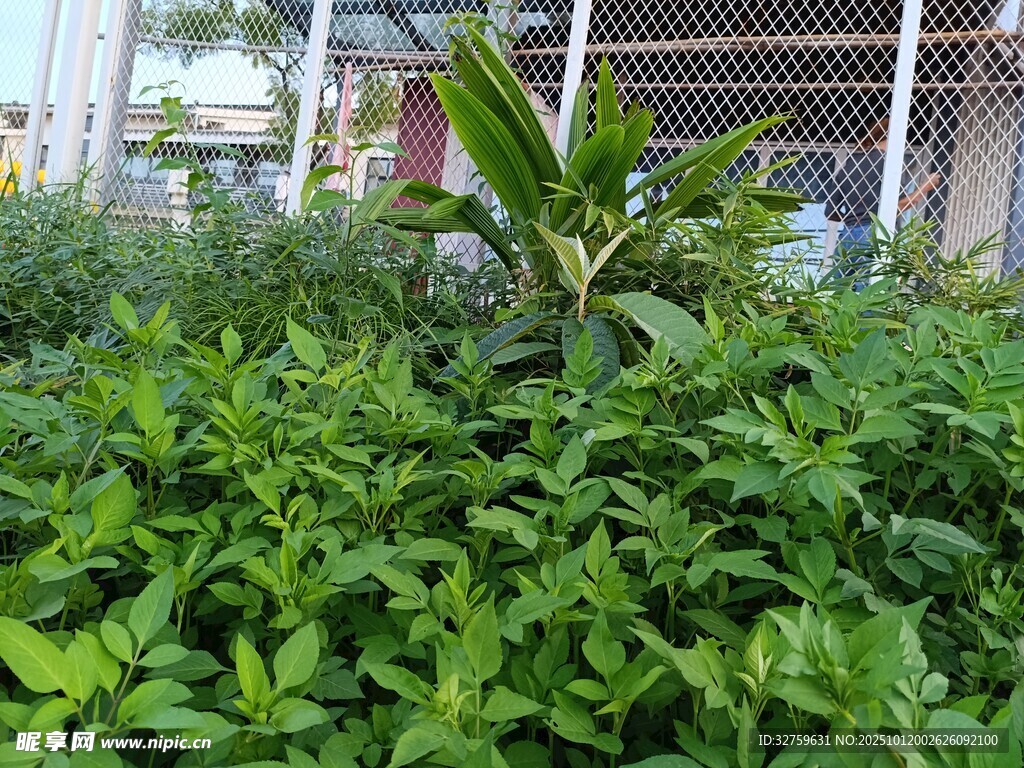 绿叶繁茂的庭院植物景观