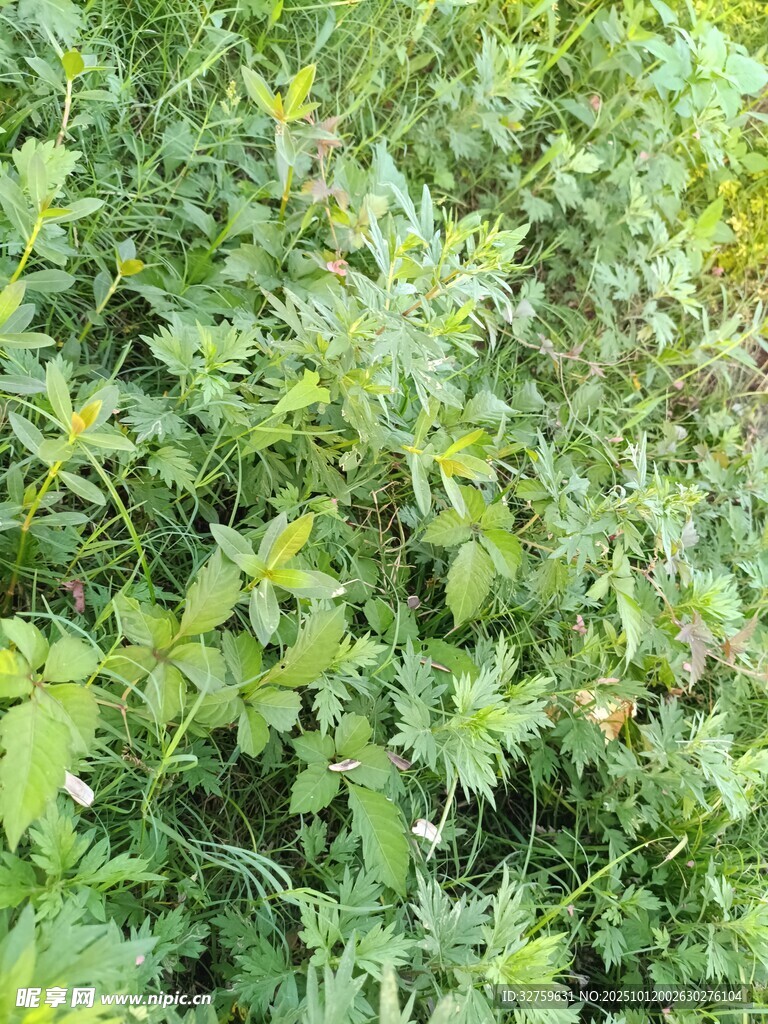 繁茂绿植景观