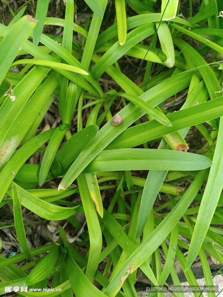 翠绿细长叶片的清新植物