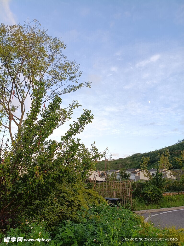 乡村路边绿意盎然景致