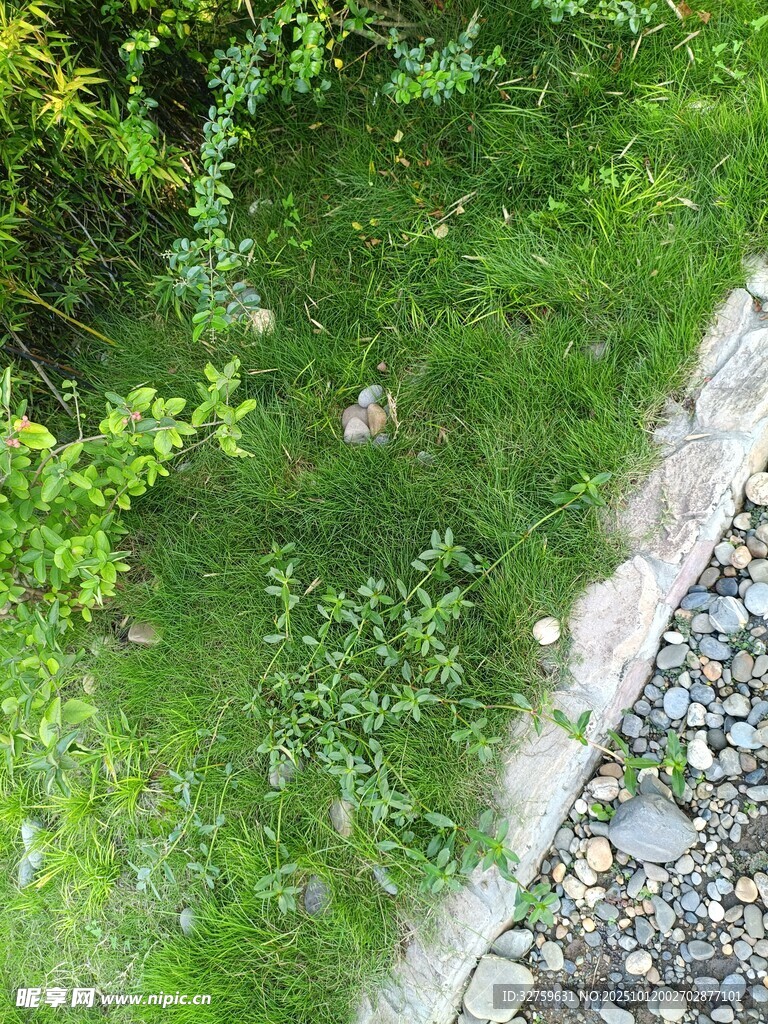 路边绿意盎然的草地