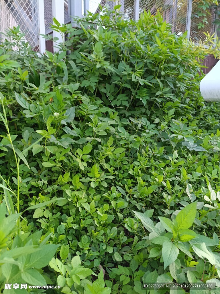 繁茂绿植景象
