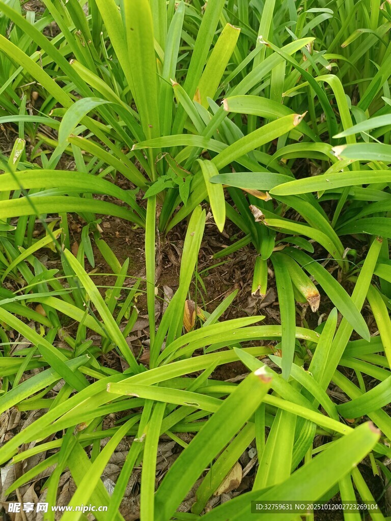 翠绿葱茏的丛生草本植物