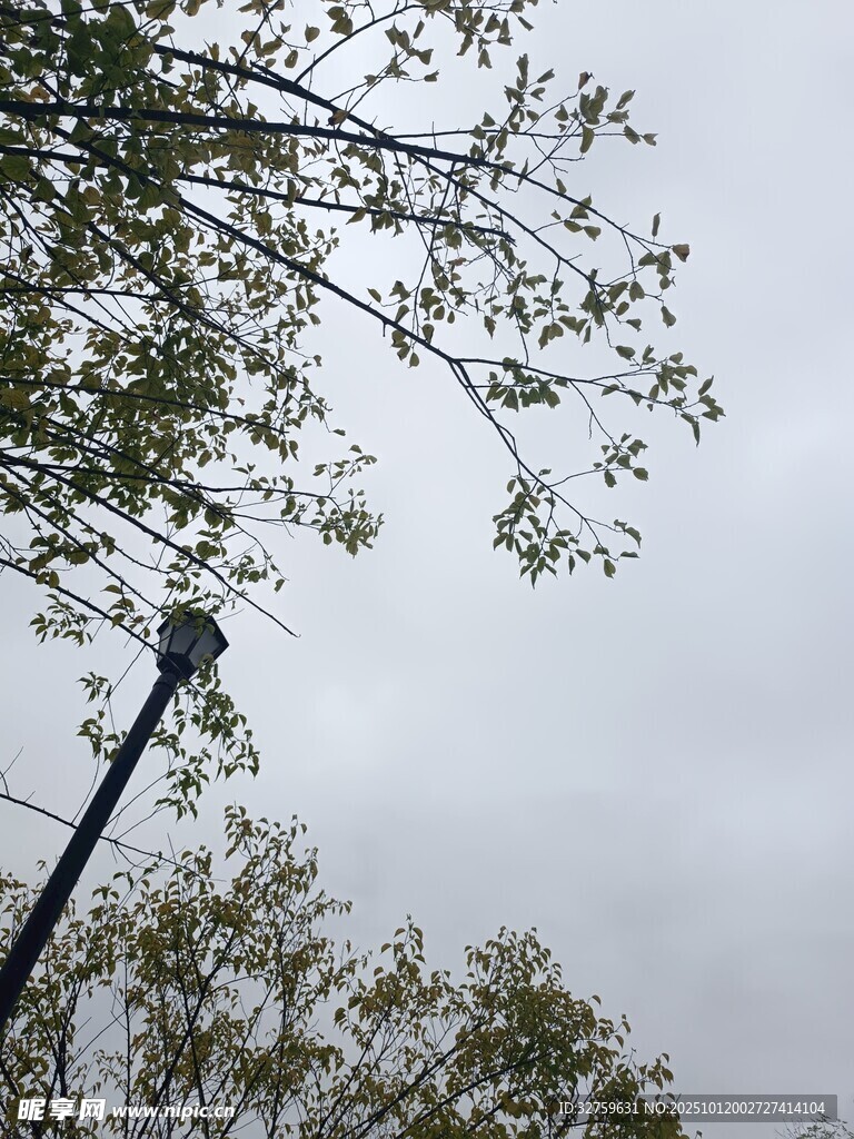 阴天树枝与路灯景象