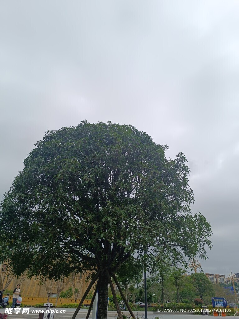 雨中挺立的茂盛大树