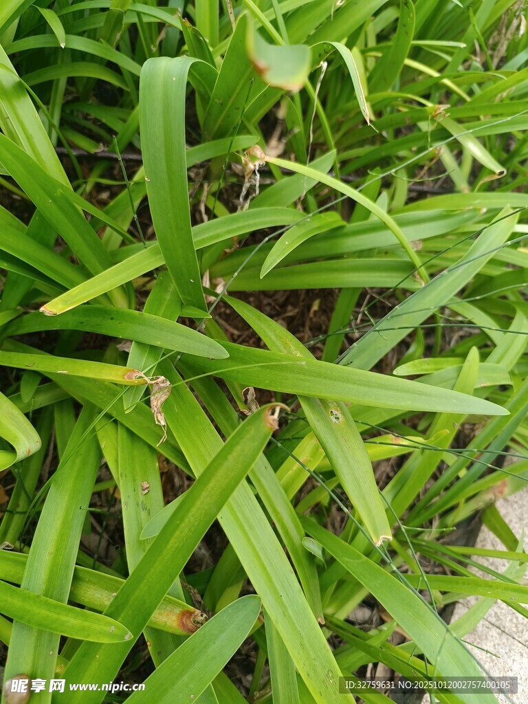 翠绿繁茂的长叶植物
