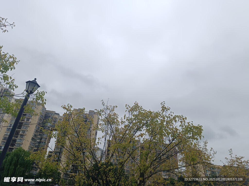 阴天中的树木与建筑景观