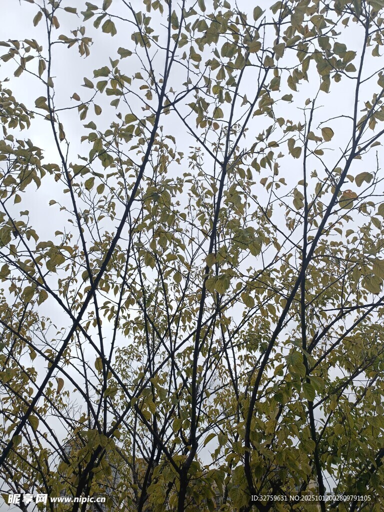 枝叶繁茂的树木景观