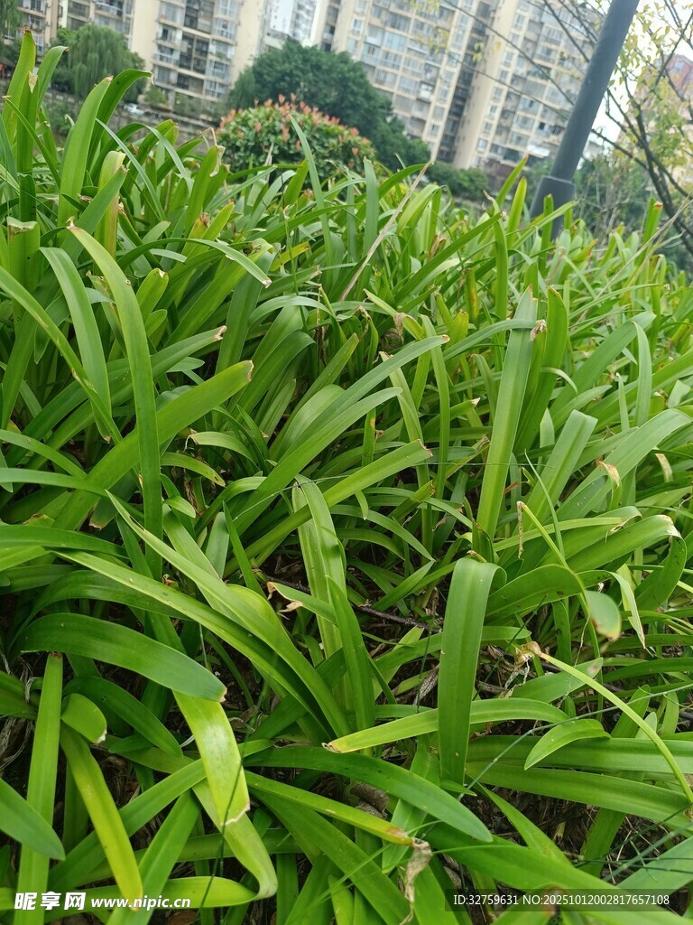 翠绿茂盛的阔叶植物景观