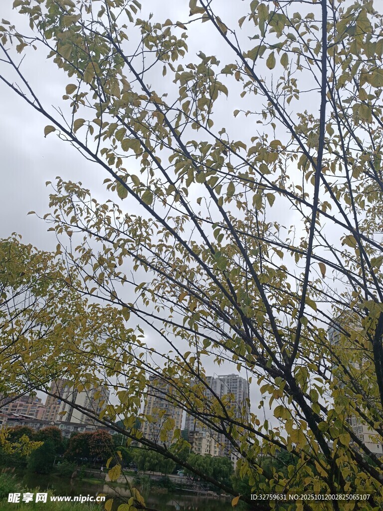 春日枝头新绿初绽