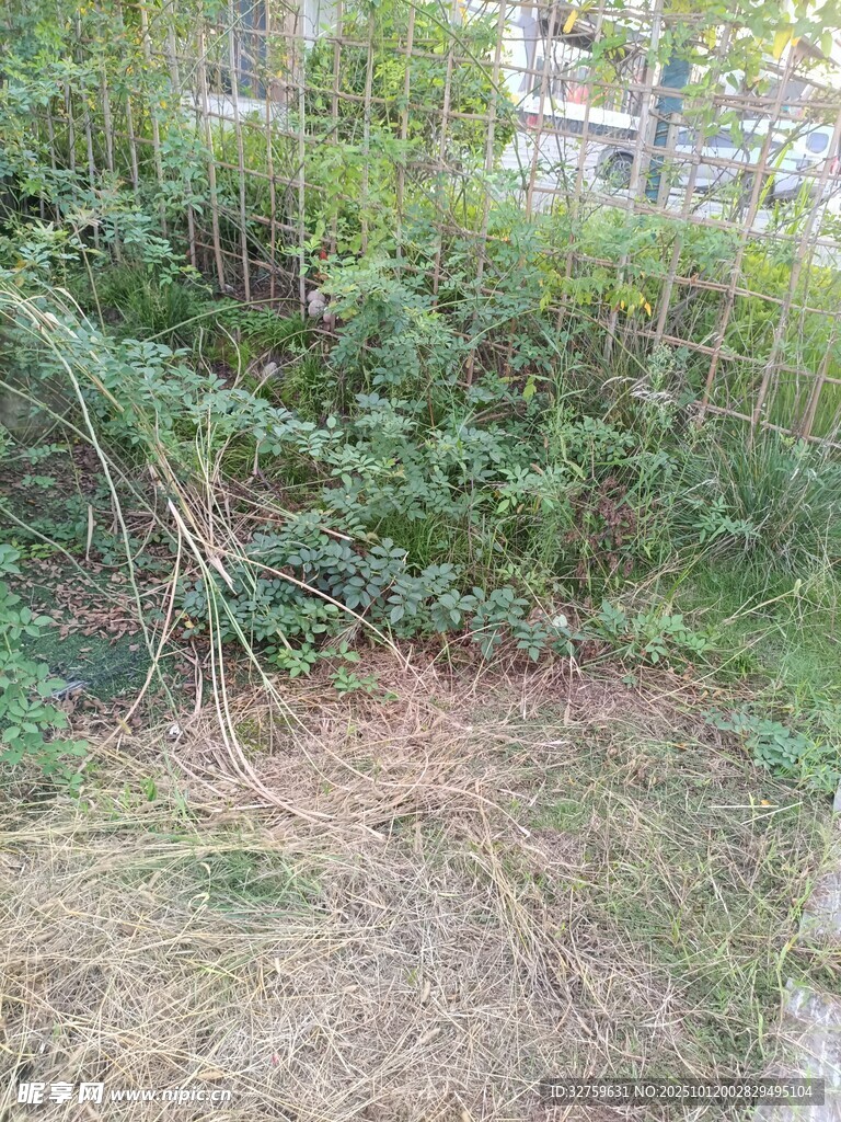 杂草丛生的户外角落