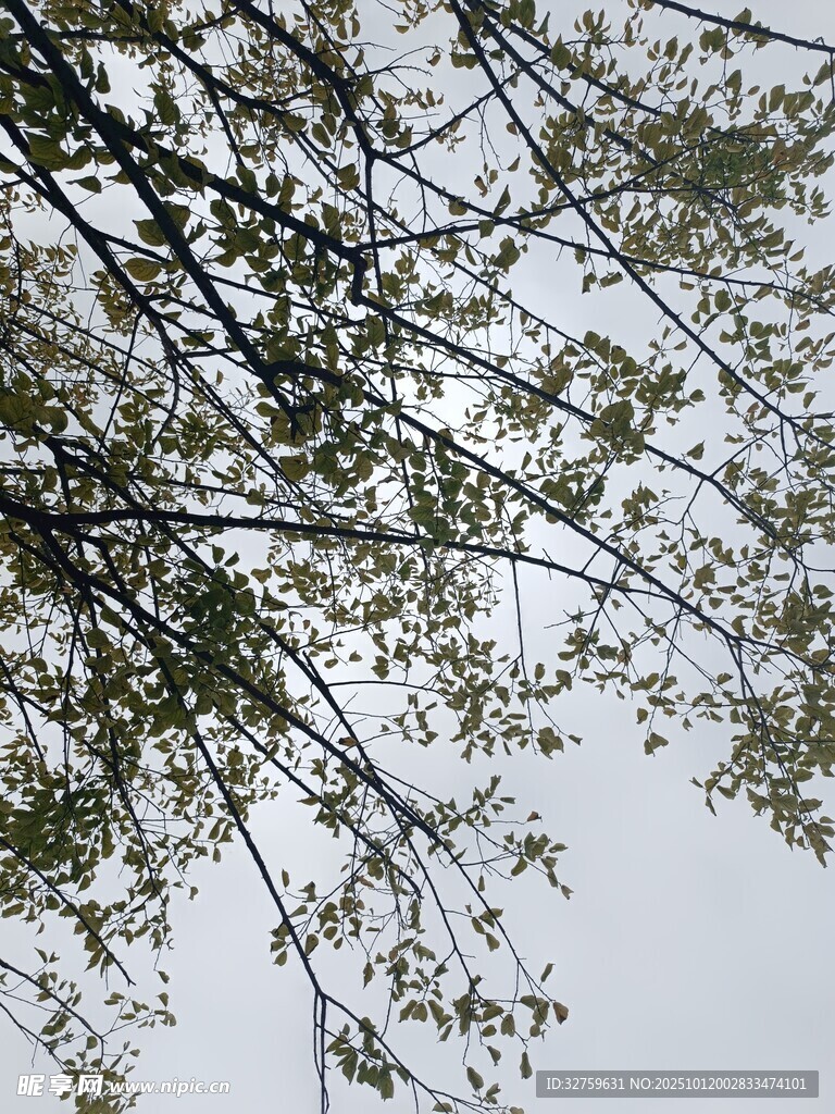 枝头新绿映灰白天空