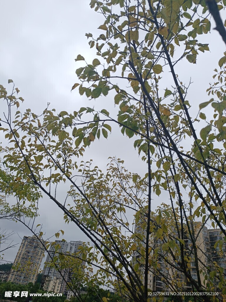 秋日树梢景色
