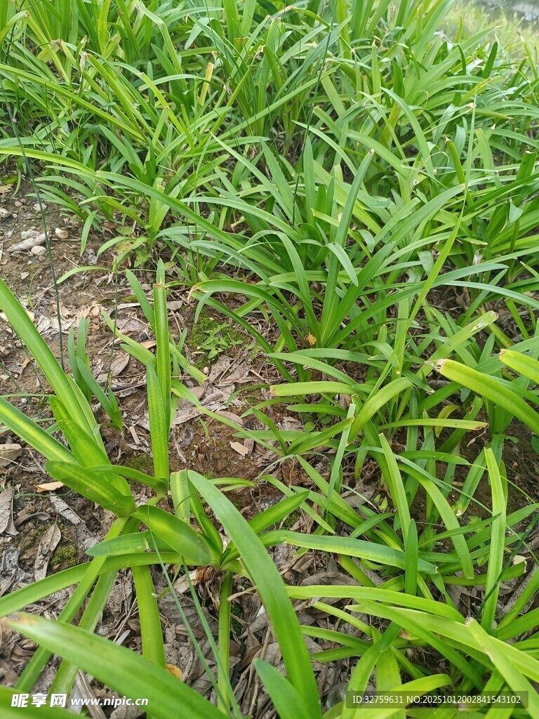 嫩绿葱郁的田间青草