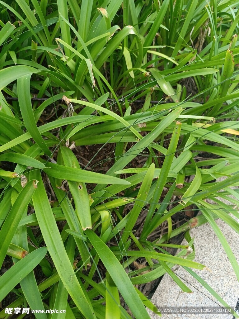 翠绿青草近景特写
