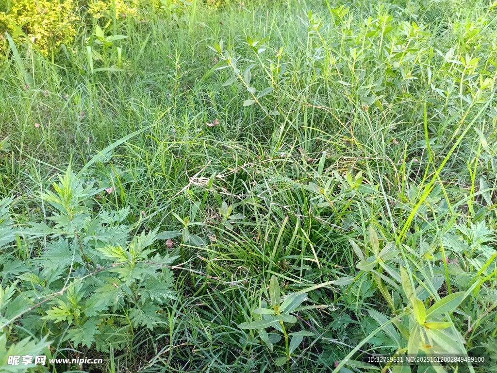 野外繁茂的绿色植物景观