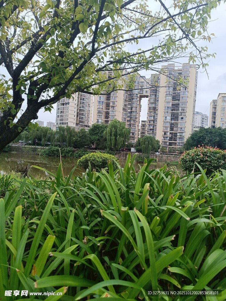城市绿地中的繁茂绿植