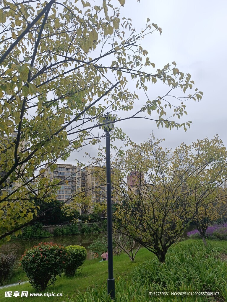 春日公园绿树与路灯景致