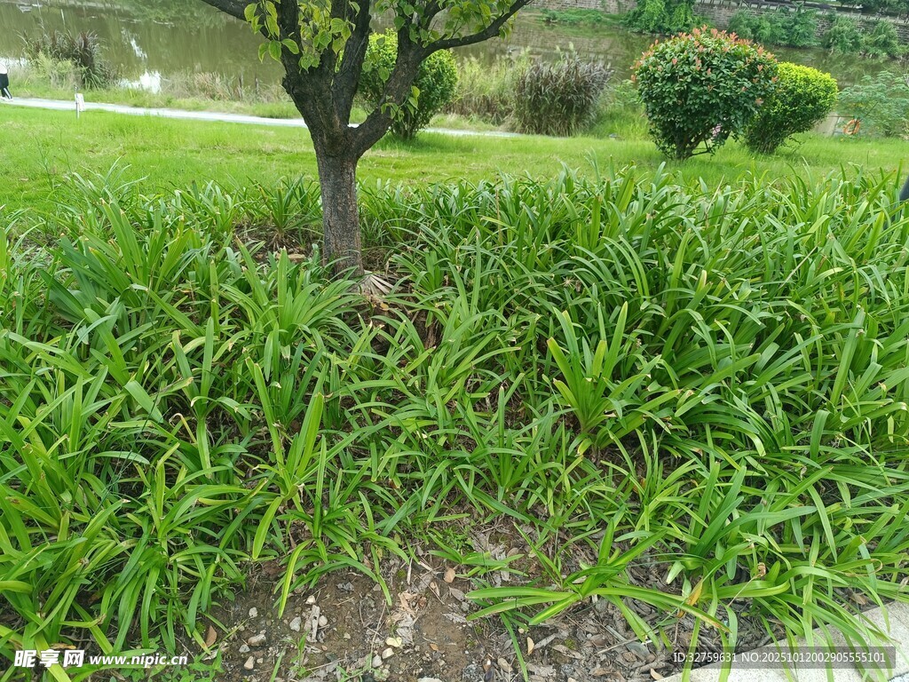 树下葱郁绿植景观