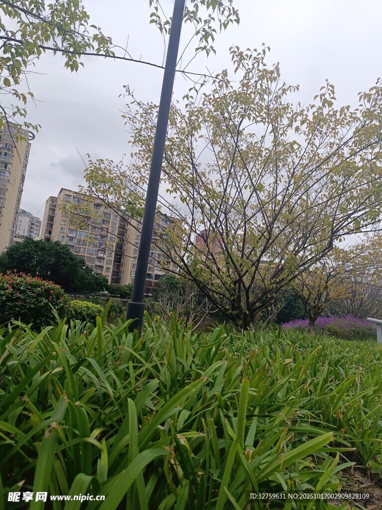 城市中绽放的繁花绿植
