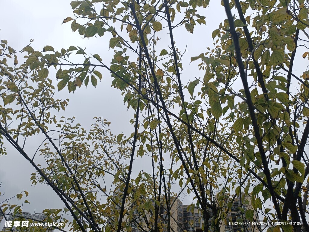 枝叶繁茂的树木景观