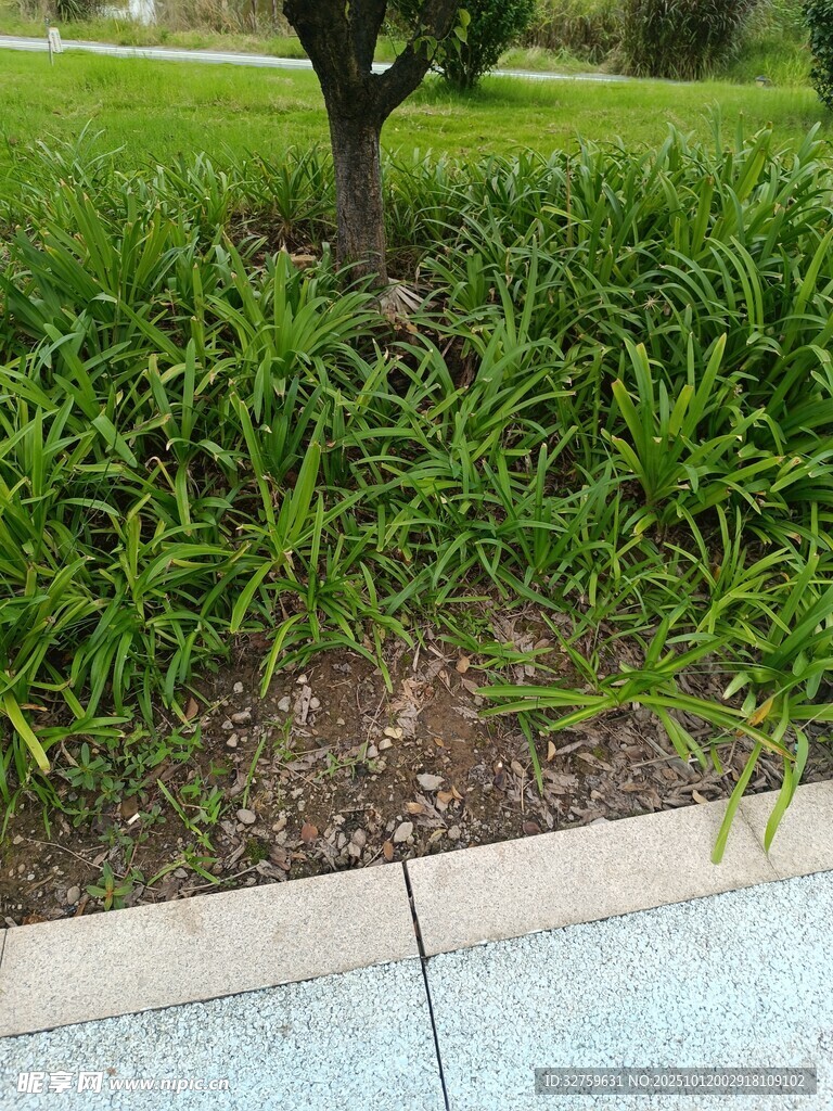 树下繁茂绿草景观
