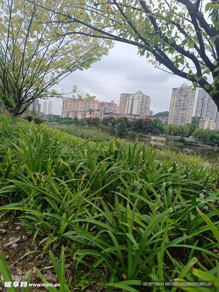 城市绿地中的葱郁绿植