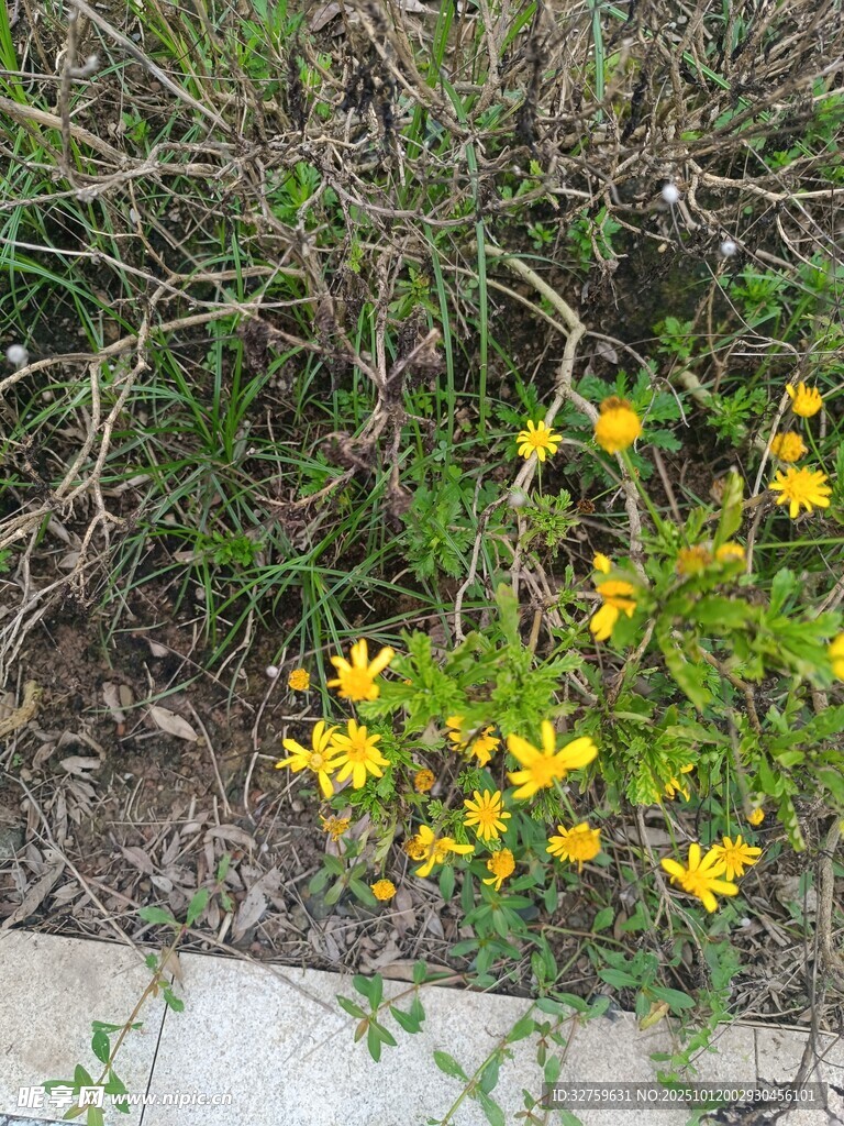路边绽放的黄色小花