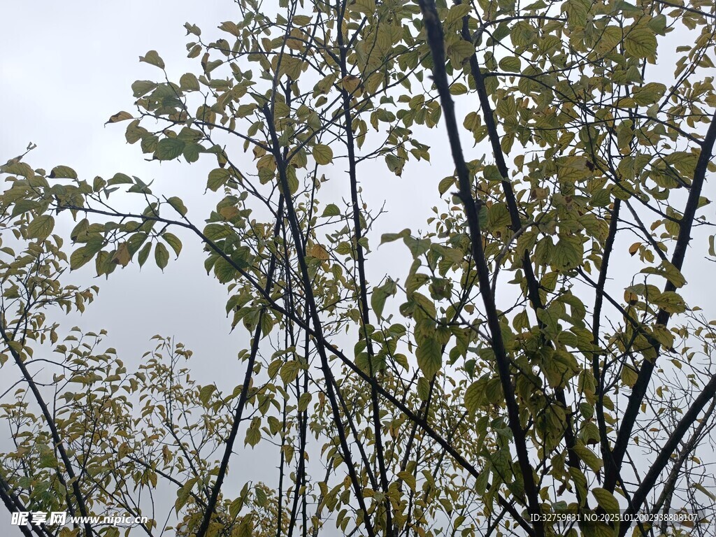 枝头新绿 