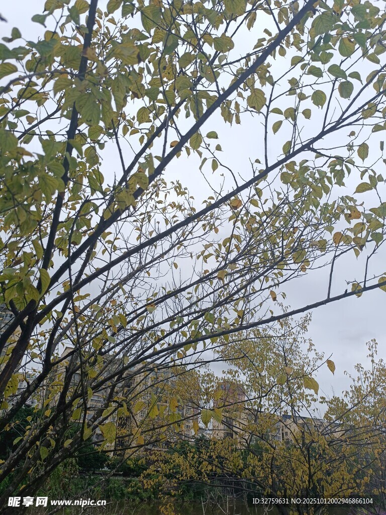秋日树林枝叶繁茂景象