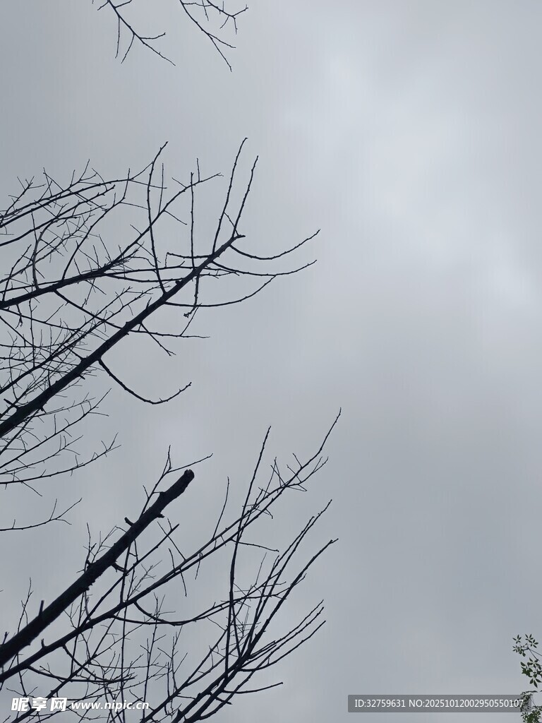 冬日枯树枝干景象