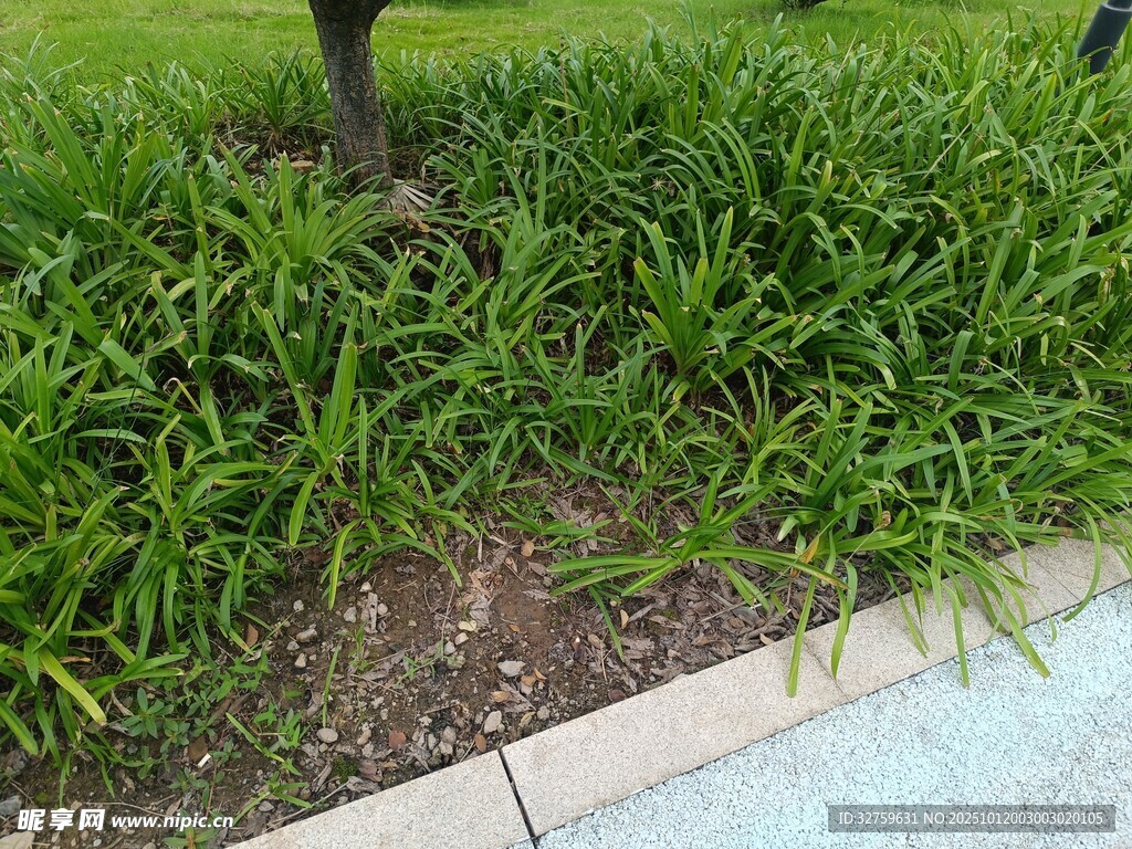 路边翠绿的草丛景观