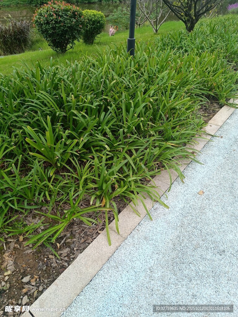 路边葱郁绿植景观