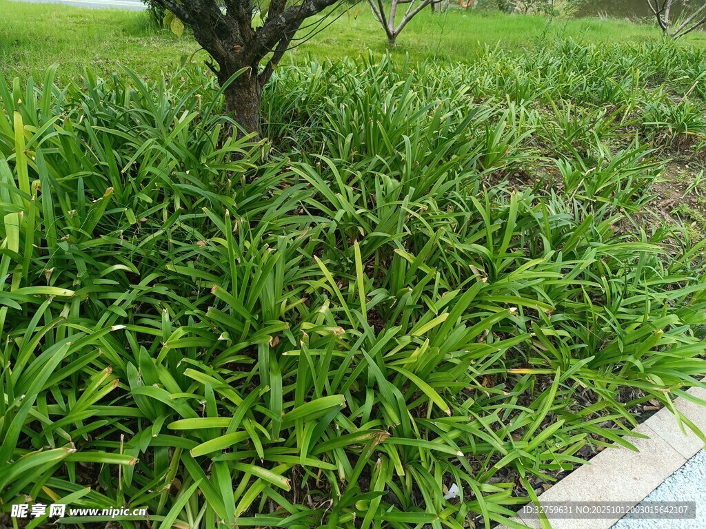 树下葱郁绿植景观
