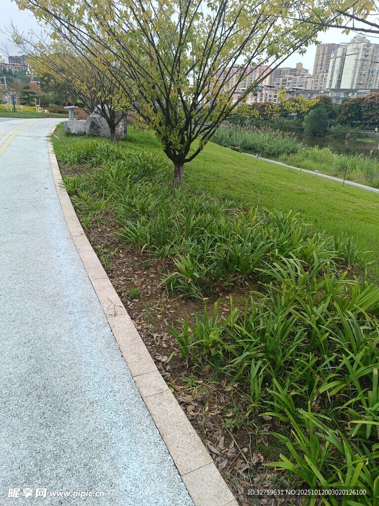 城市中的清新林荫小道
