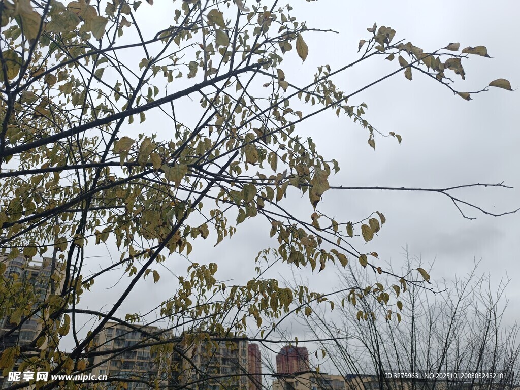 秋日树枝下的景象