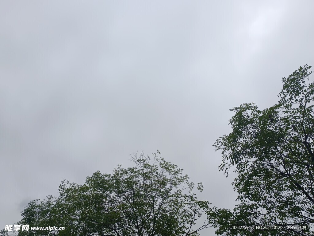 阴天中的树梢