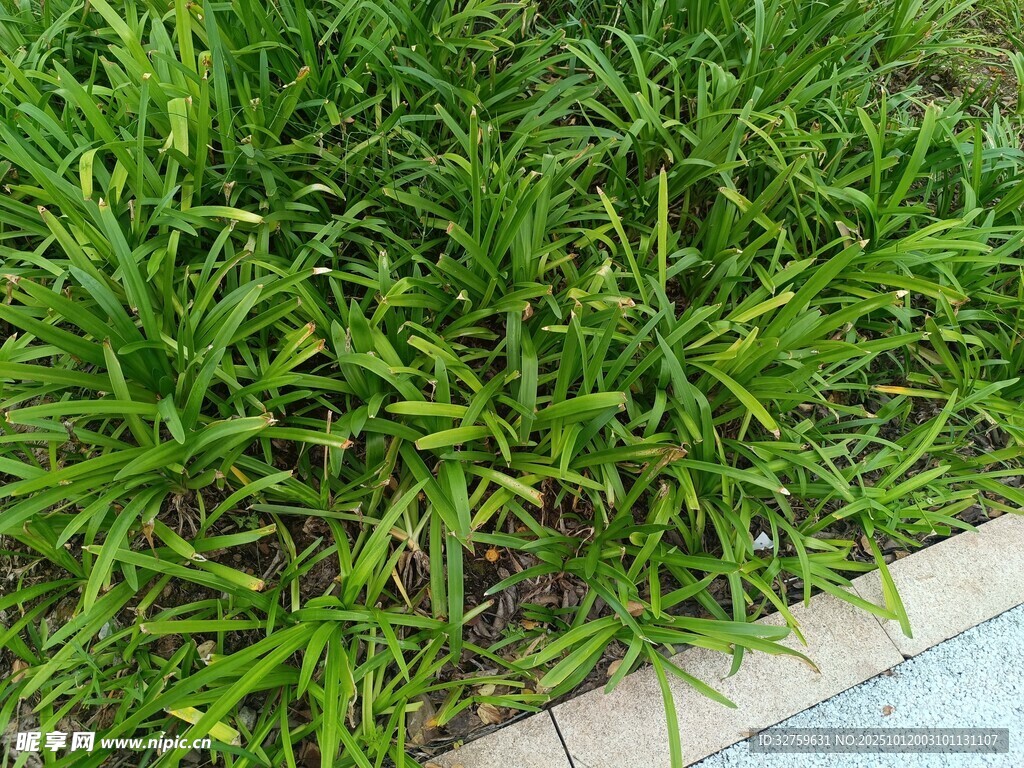 翠绿草坪近景
