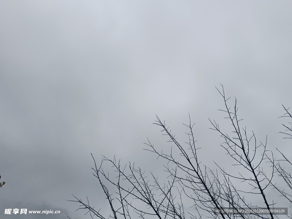 冬日枯枝与阴沉天空