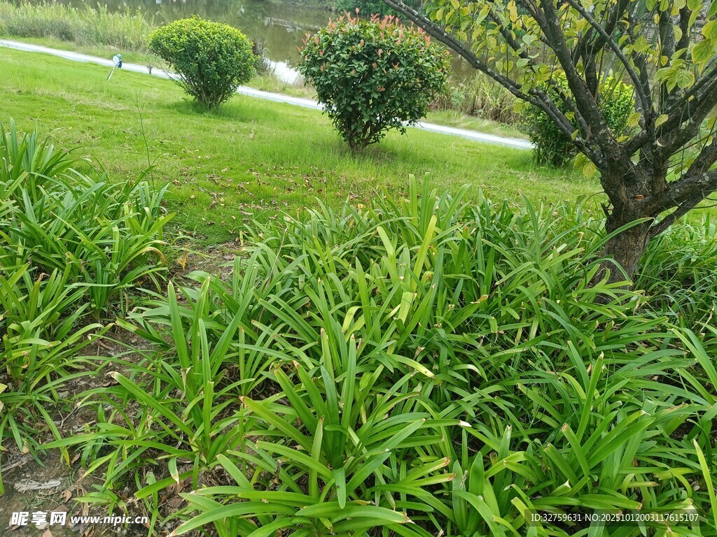 绿意盎然的草地与绿植景观