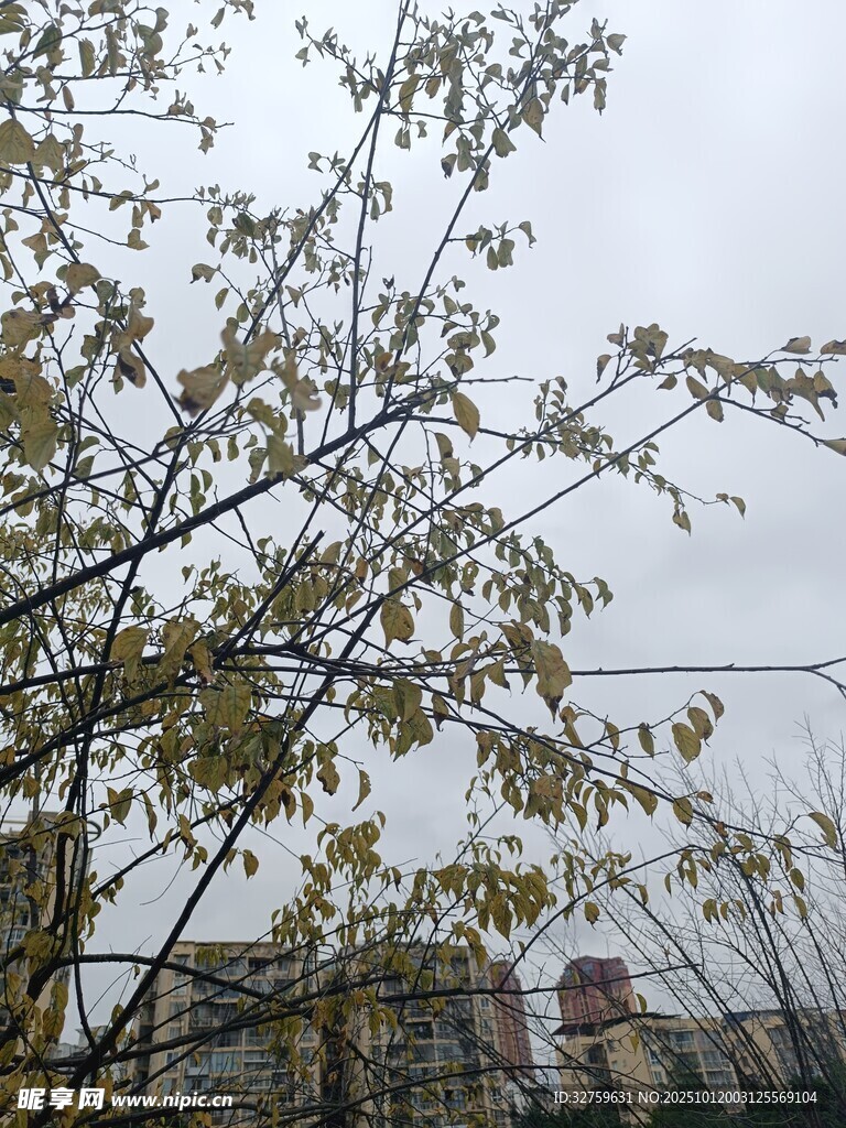 秋日树枝与背景中的建筑