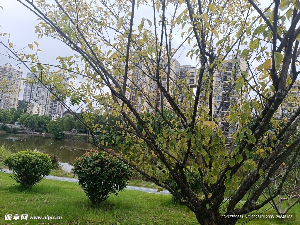 春日公园树枝与城市景观