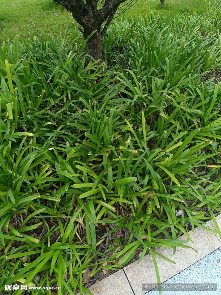 树下葱郁绿植景观