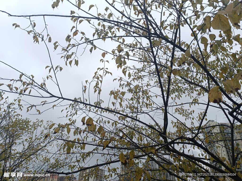 秋日树枝 