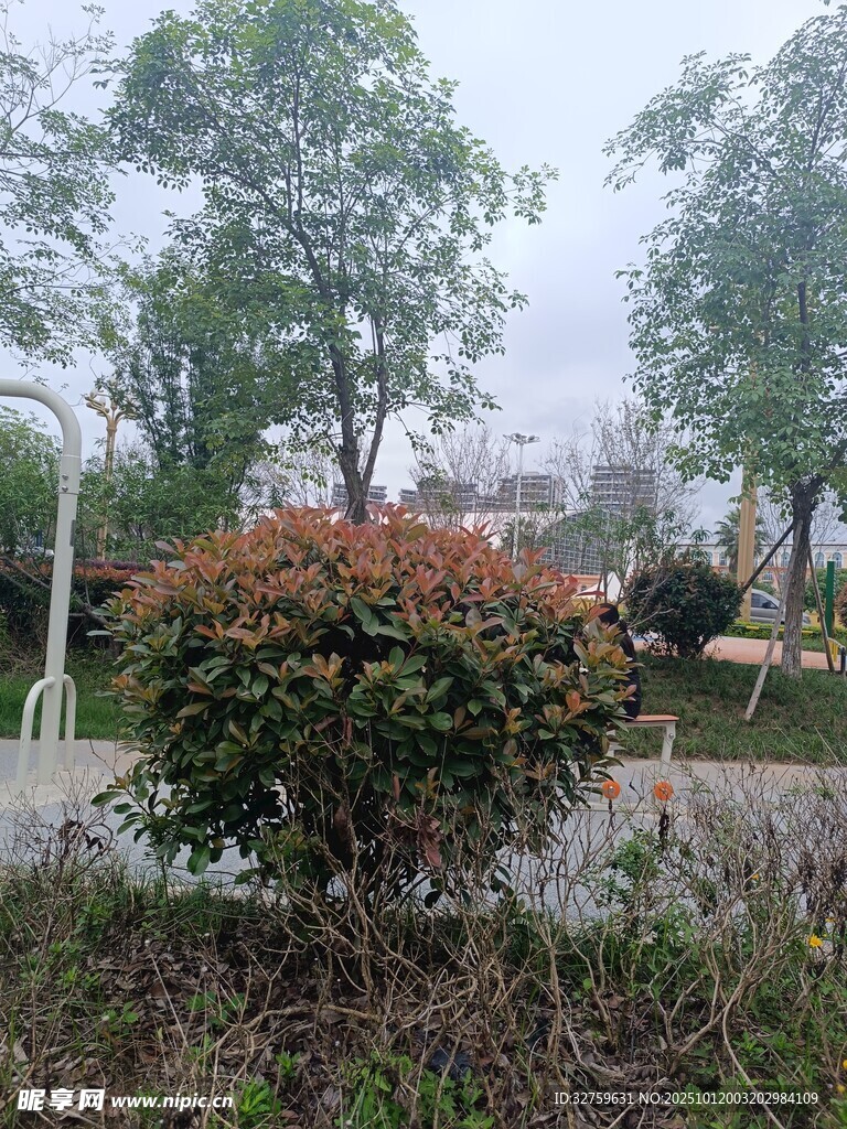 公园绿植景观