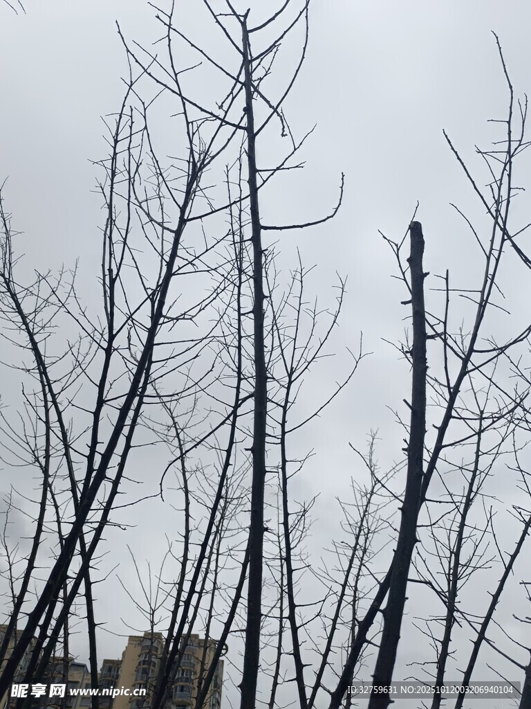 冬日枯树枝的萧瑟景象