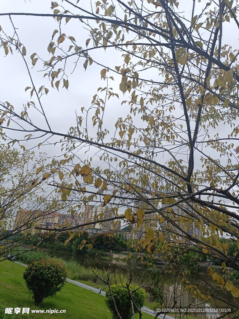 秋日公园树枝与绿植景观