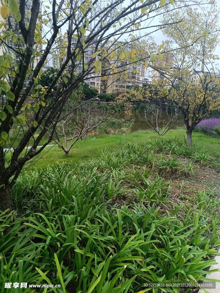 秋日林间草地景致