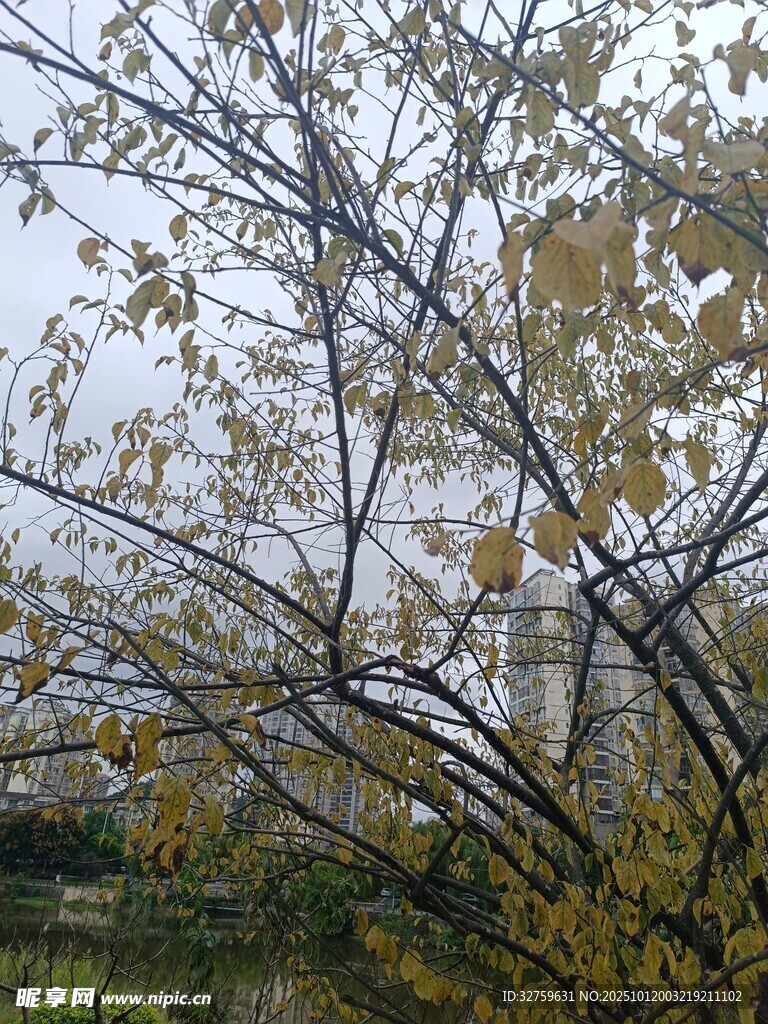 秋日树林景致